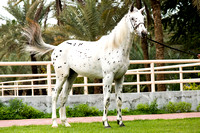 Talal K 02.2017